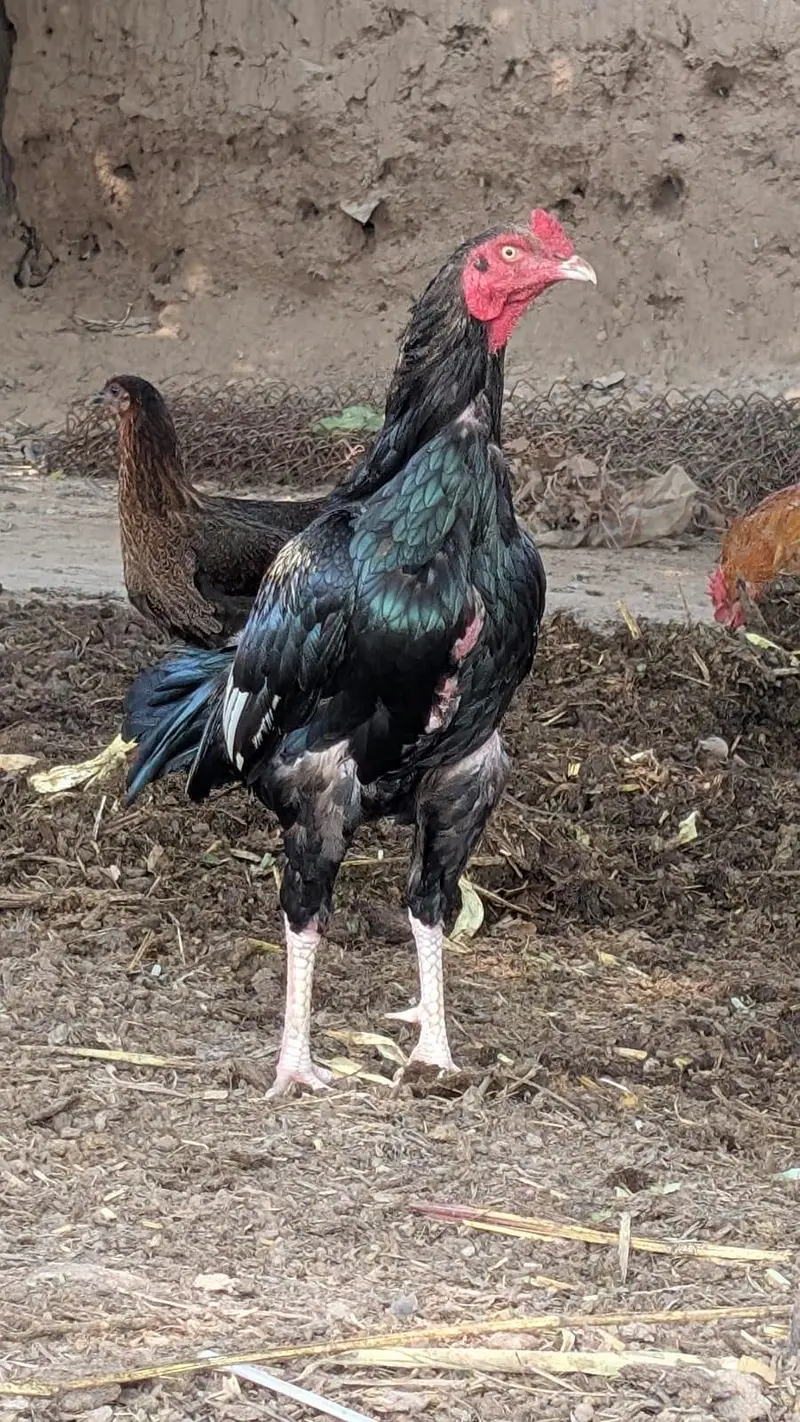 aseel cock for sale — photo 4