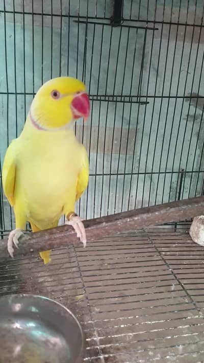 yellow ringneck parrot Dna male