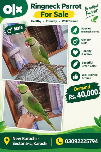 Male Green Ringneck Raw Parrot for Sale | New Karachi