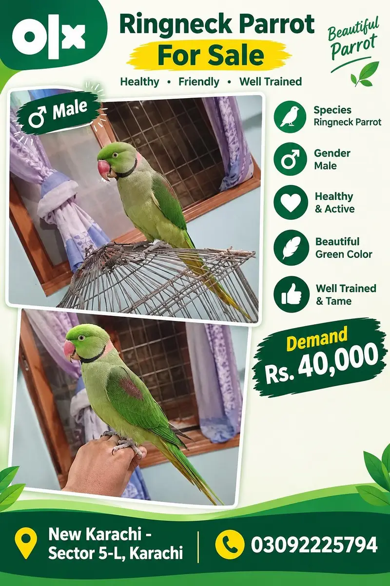 Male Green Ringneck Raw Parrot for Sale | New Karachi