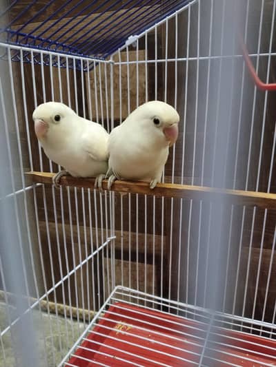 Albino White LoveBirds Breeder Pair With New Cage For Sale.