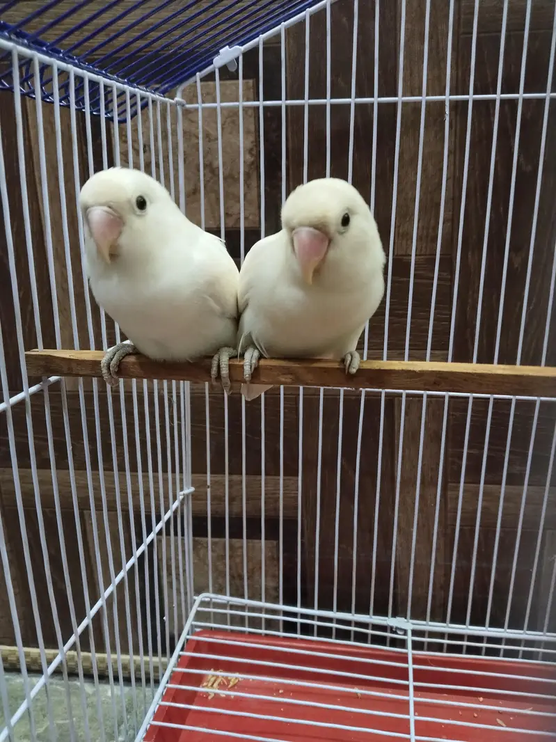 Albino White LoveBirds Breeder Pair With New Cage For Sale. — photo 2