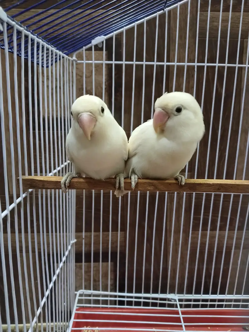 Albino White LoveBirds Breeder Pair With New Cage For Sale. — photo 3