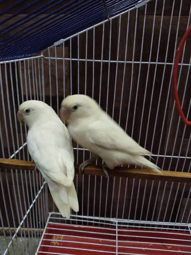 Albino White LoveBirds Breeder Pair With New Cage For Sale. — photo 4