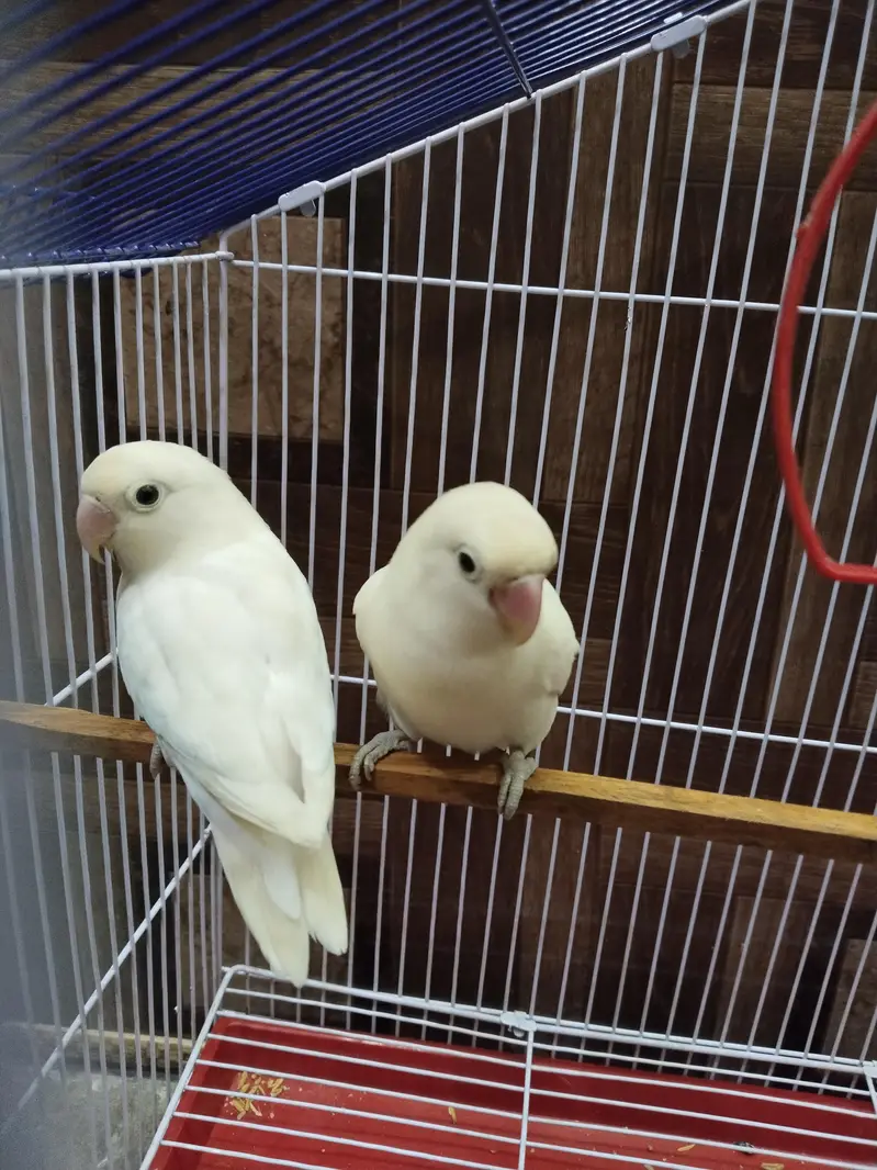 Albino White LoveBirds Breeder Pair With New Cage For Sale. — photo 5