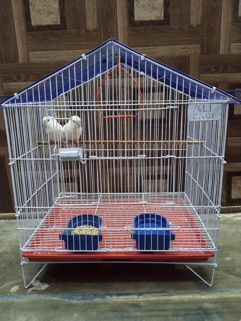 Albino White LoveBirds Breeder Pair With New Cage For Sale. — photo 6