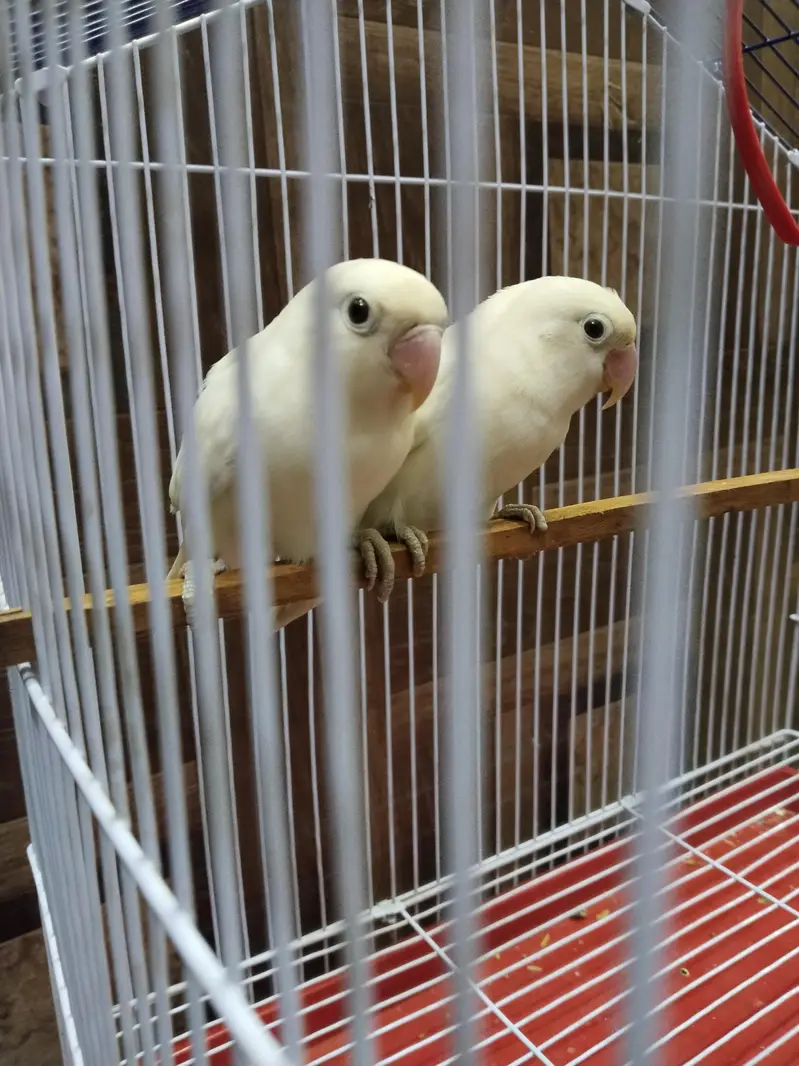 Albino White LoveBirds Breeder Pair With New Cage For Sale. — photo 7