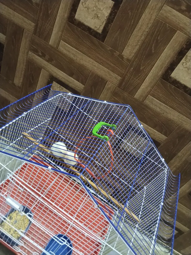 Albino White LoveBirds Breeder Pair With New Cage For Sale. — photo 8