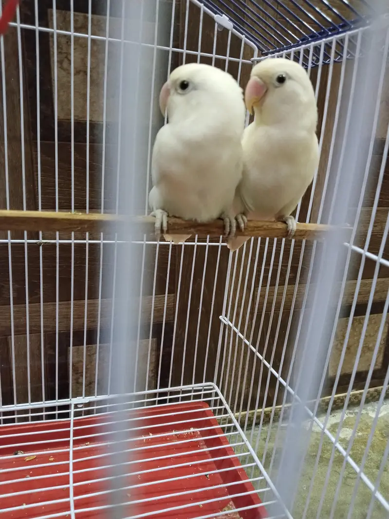 Albino White LoveBirds Breeder Pair With New Cage For Sale. — photo 9