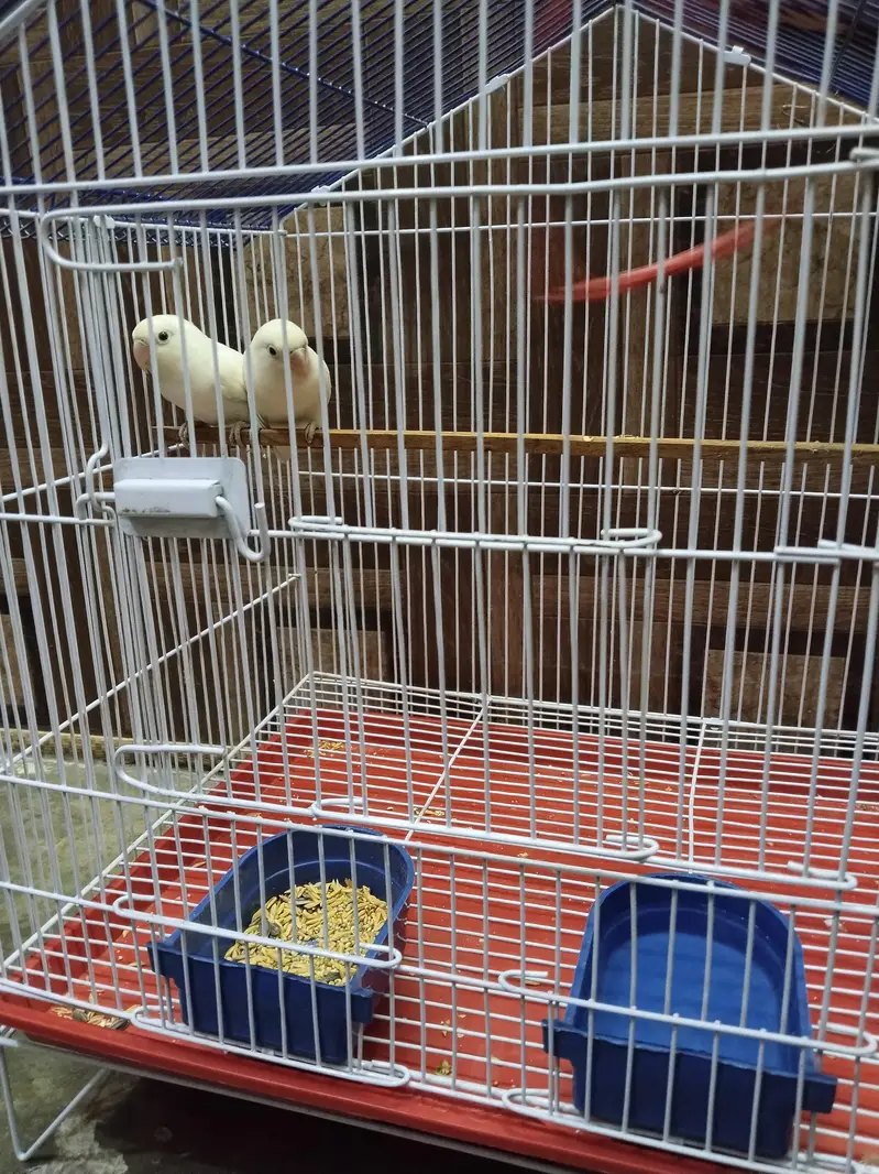 Albino White LoveBirds Breeder Pair With New Cage For Sale. — photo 10