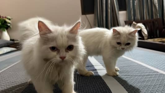 Pure Persian White Kittens in Karachi