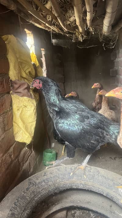 Aseel Thai Cross Hen