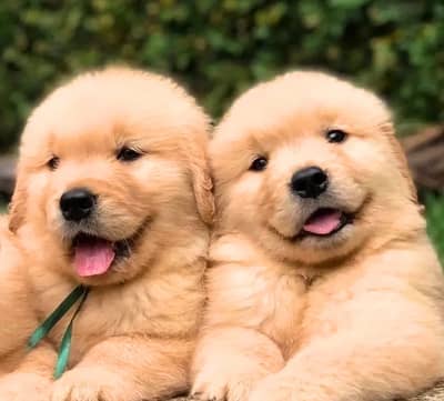 Golden retriever puppies 0330*540611*five