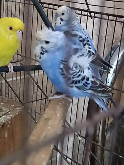hogo / hogo splits/ red eyes white crust budgie