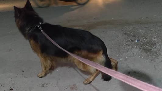 Garman shaft long Cort dark color marking family dog