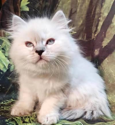 Siberian cat