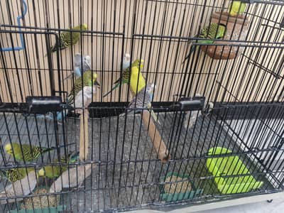 Australia parrots