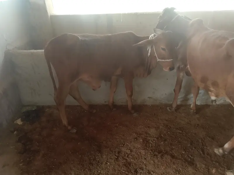 dono bachre hain Mash Allah achi nasla k hain — photo 2