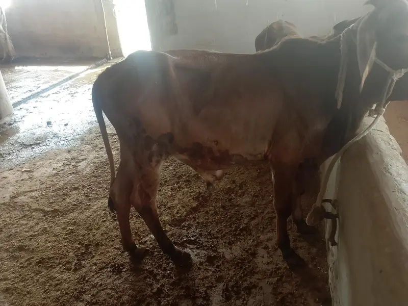 dono bachre hain Mash Allah achi nasla k hain — photo 3