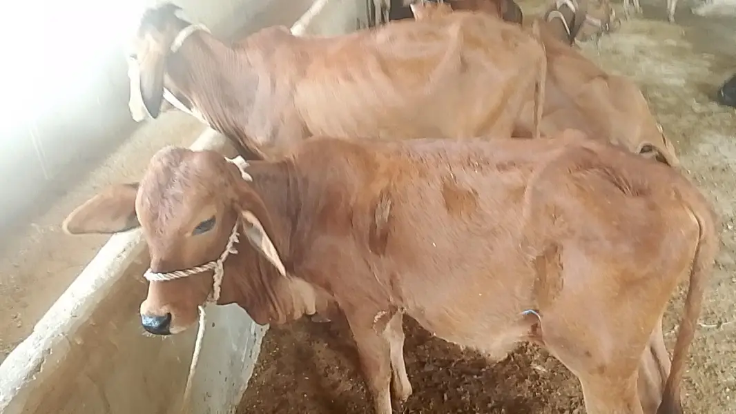 dono bachre hain Mash Allah achi nasla k hain — photo 4