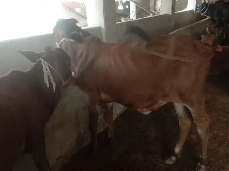 dono bachre hain Mash Allah achi nasla k hain — photo 5