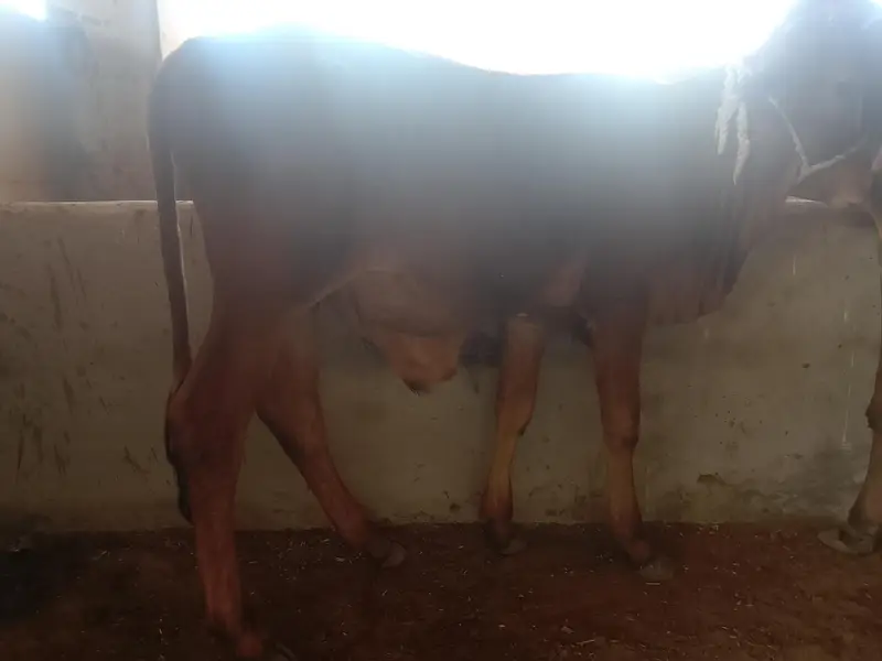 dono bachre hain Mash Allah achi nasla k hain — photo 6
