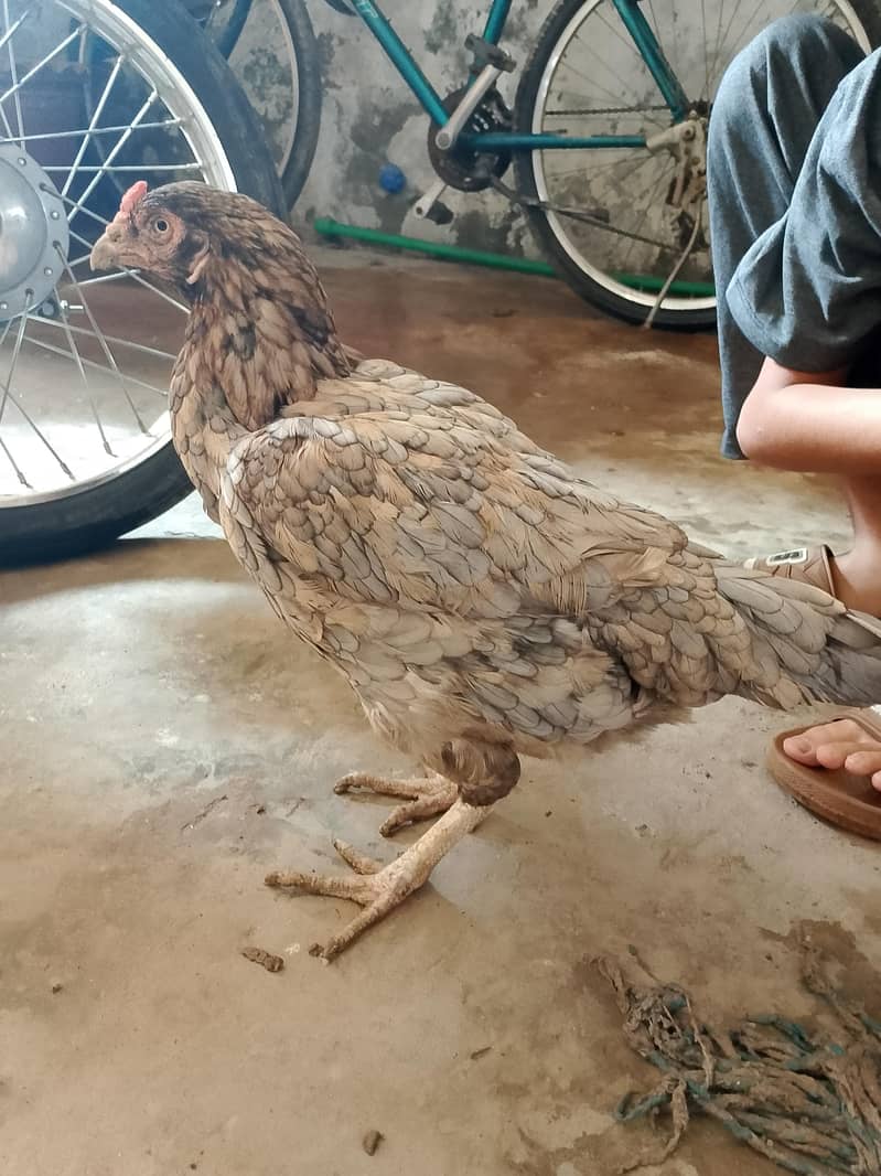 egg laying hen 0