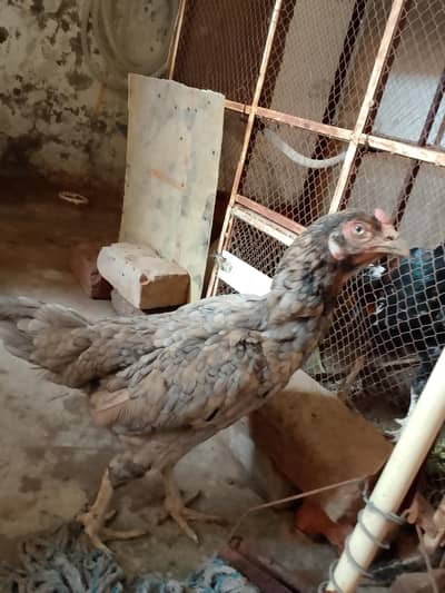 egg laying hen