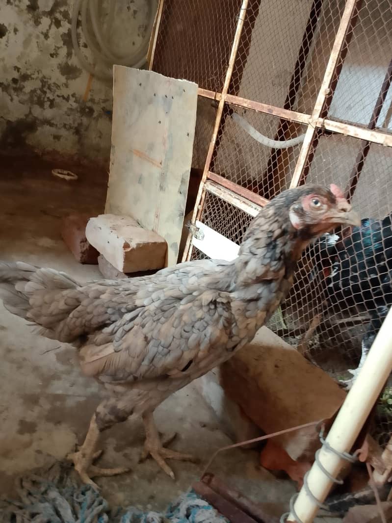 egg laying hen 1