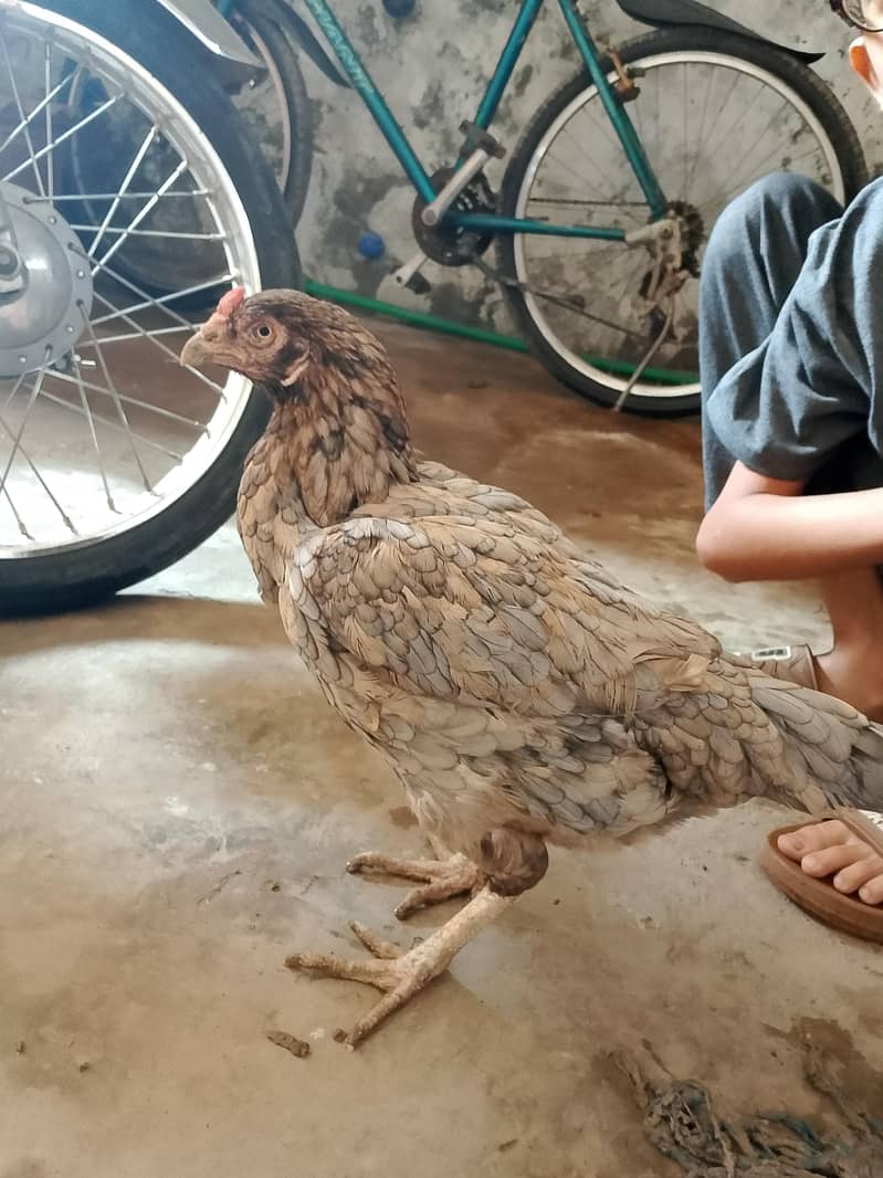 egg laying hen 2