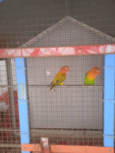 Birds for sale healthy and active home breed