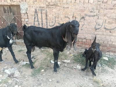 3 Bakre Male For Sale