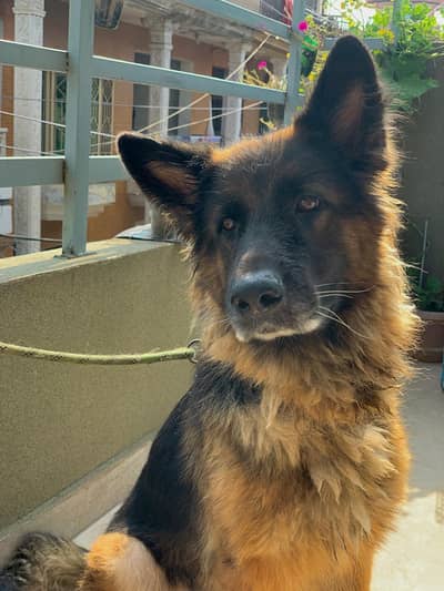 german shepard dog