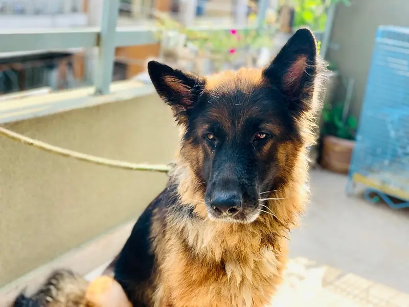 german shepard dog — photo 2