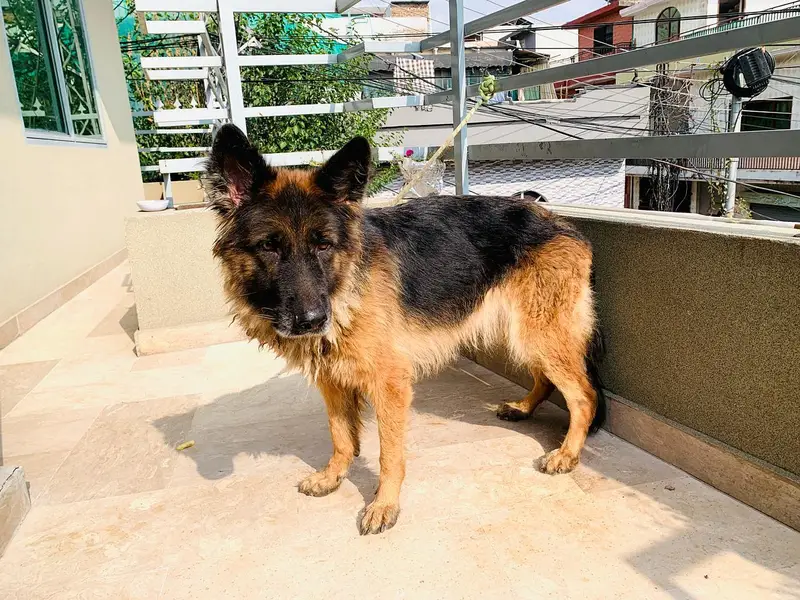 german shepard dog — photo 3