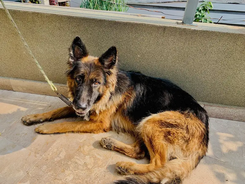 german shepard dog — photo 4