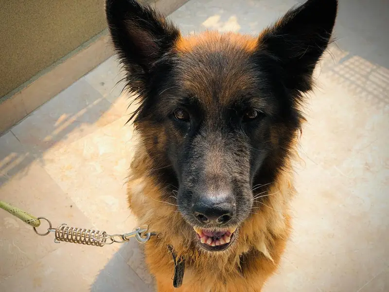 german shepard dog — photo 5