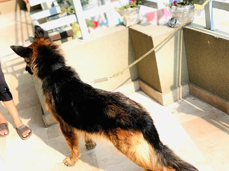 german shepard dog — photo 6