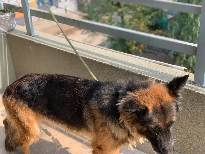 german shepard dog — photo 7