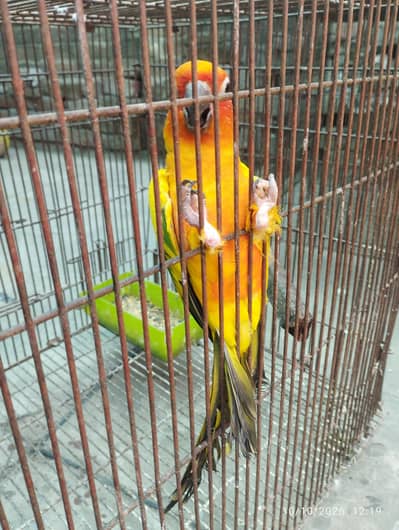 Sunconure Male