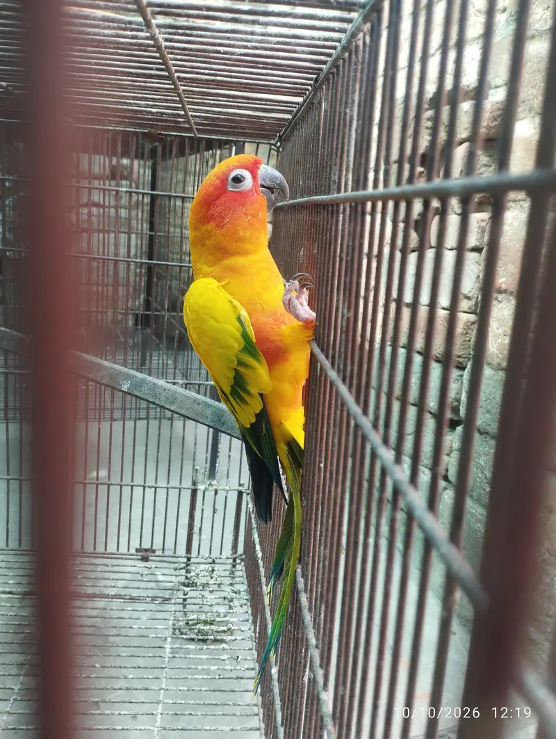 Sunconure Male — photo 2