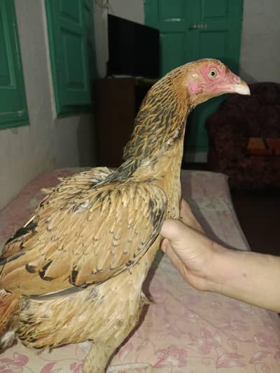 pure Lakhi Aseel
