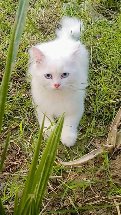 Pure Persian Kitten for Sale in Kot Addu