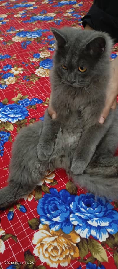 Persian cat