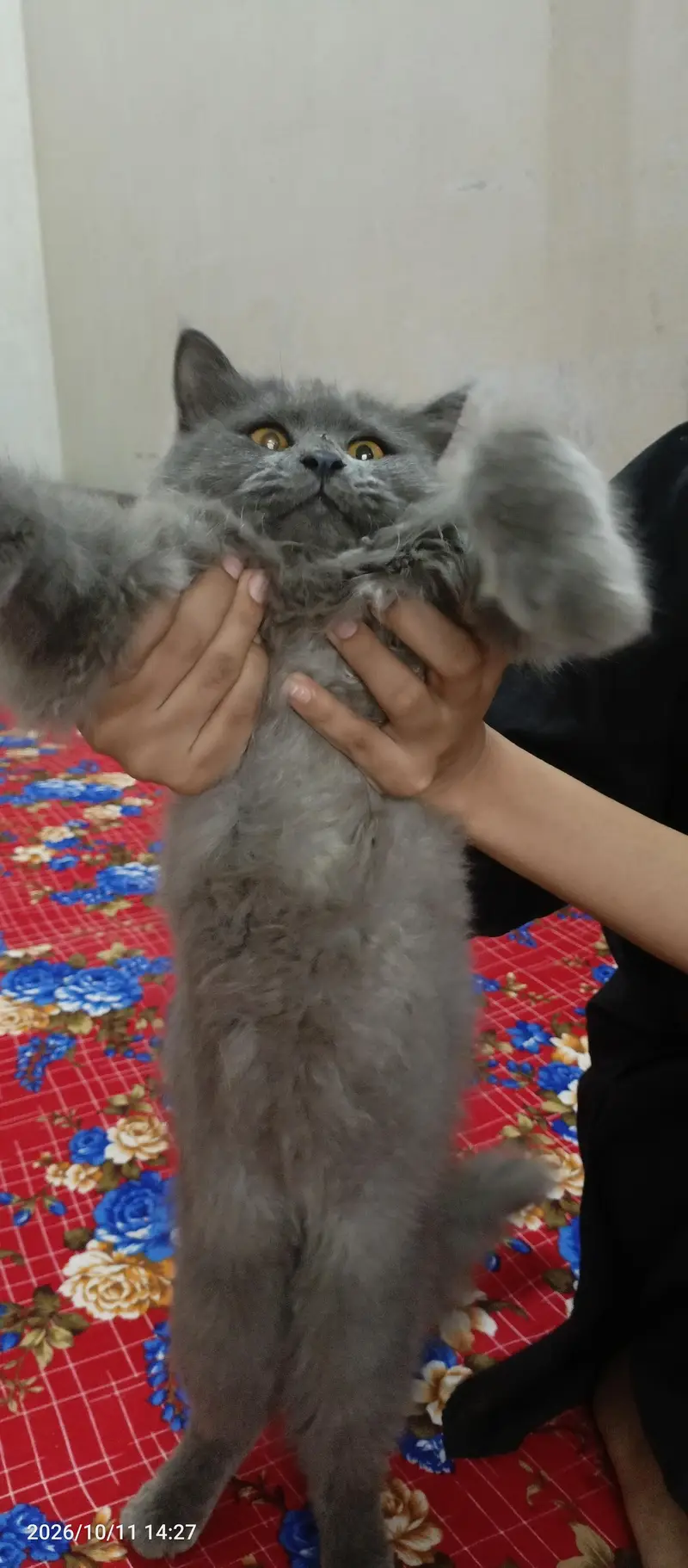 Persian cat — photo 2
