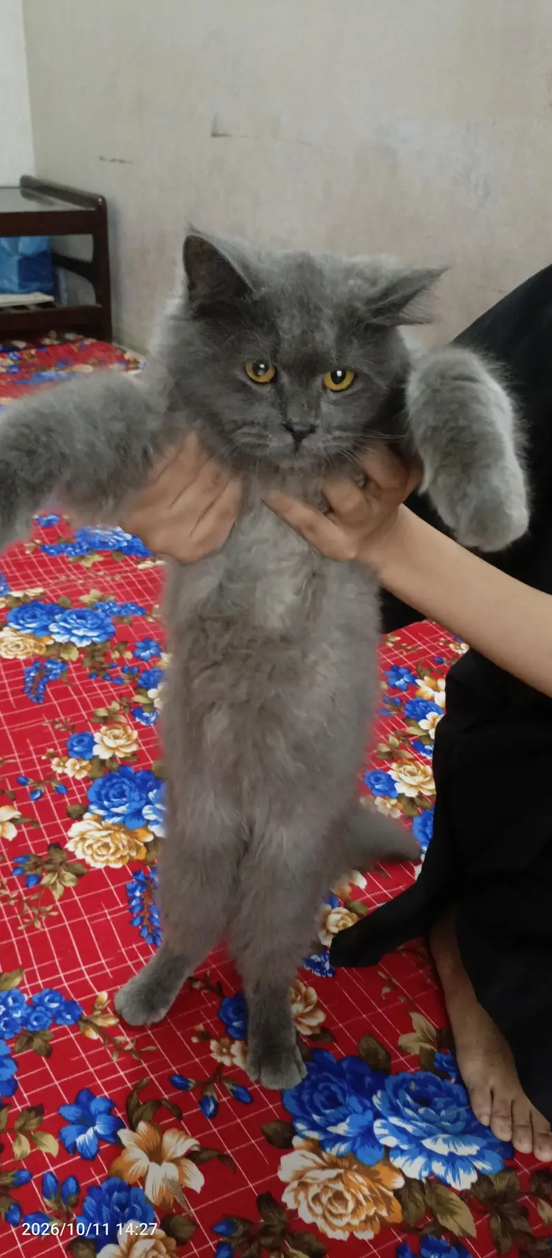 Persian cat — photo 3