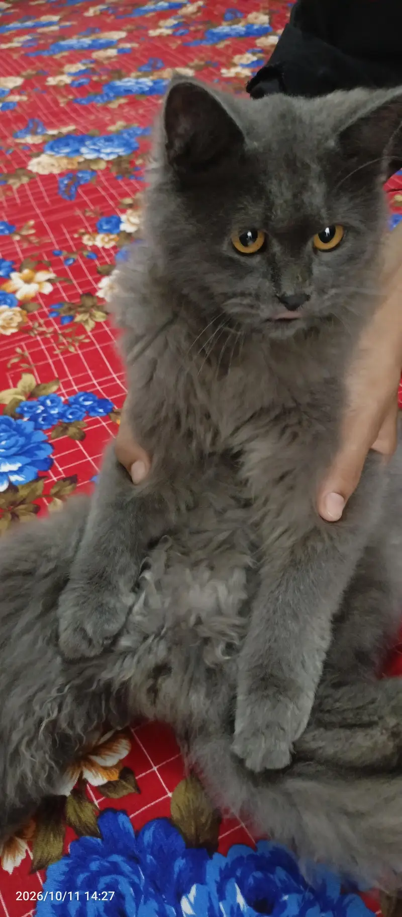 Persian cat — photo 4