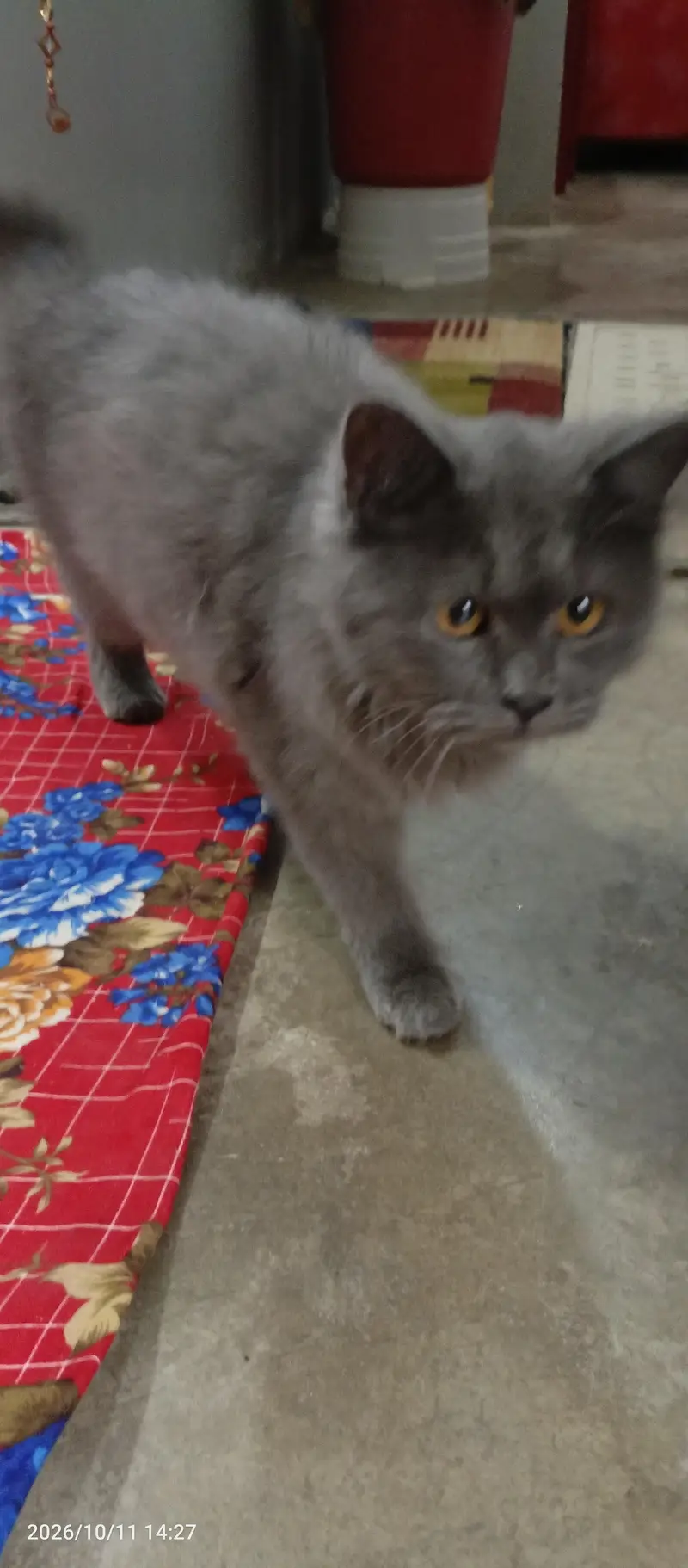 Persian cat — photo 5