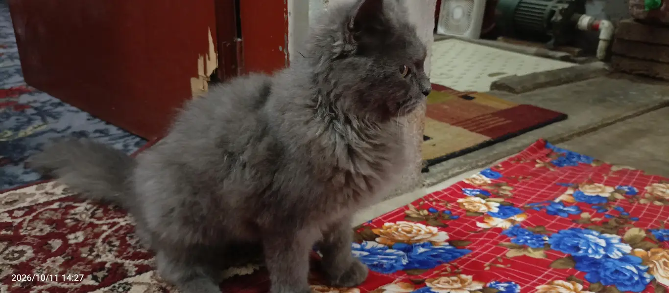 Persian cat — photo 6