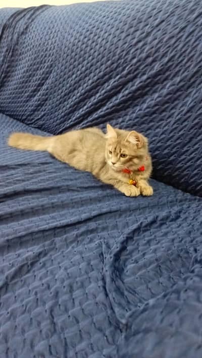 double cottage persian male